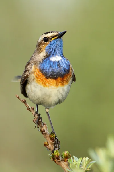Bluethroat bird on a branch — Stock fotografie