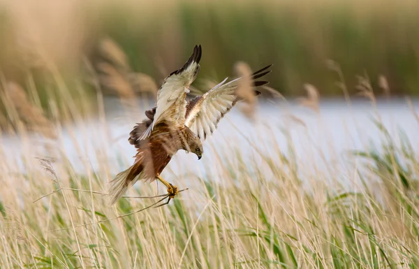 European Buzzard bird — Stock fotografie