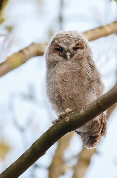 The tawny owl or brown owl — Stockfoto