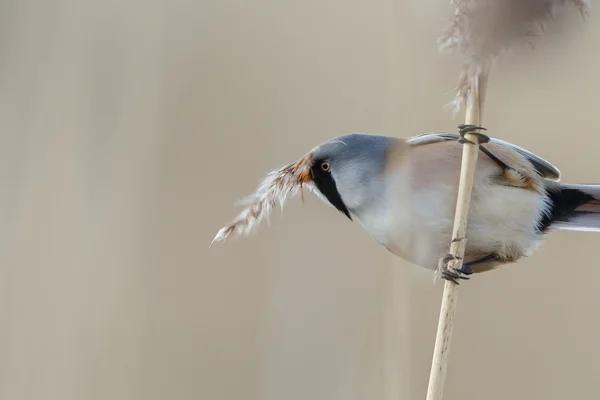 大胡子的 reedling 鸟 — 图库照片