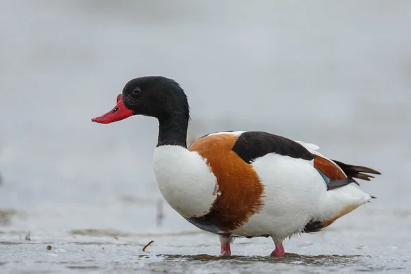 Shelduck común sobre la naturaleza —  Fotos de Stock