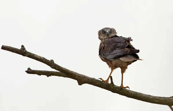 Europese Buzzard vogel — Stockfoto