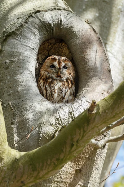 The tawny owl or brown owl