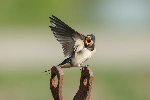 Scheunenschwalbe auf die Natur — Stockfoto