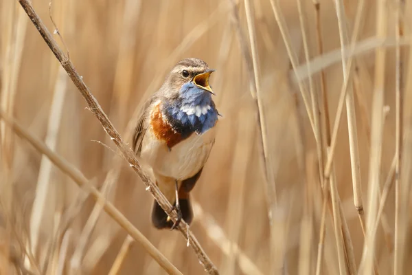 Bluethroat (Luscinia svecica) ) — стоковое фото