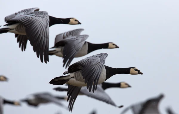 Gänse oder Weichgänse — Stockfoto