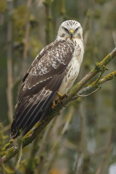 Buizerd op een dode boom — Stockfoto