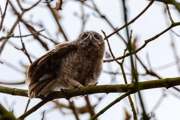 Tawny owl perched on a twig — Stock fotografie