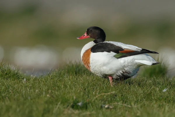 Scaffale comune sulla natura — Foto Stock