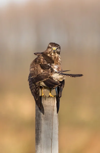 European Buzzard bird — Stock fotografie