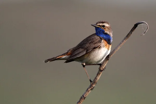 Bluethroat bird on a branch — Stock Photo, Image