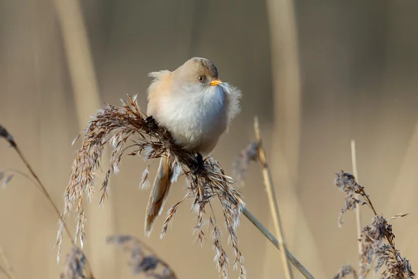 Bearded reedling bird — Stockfoto