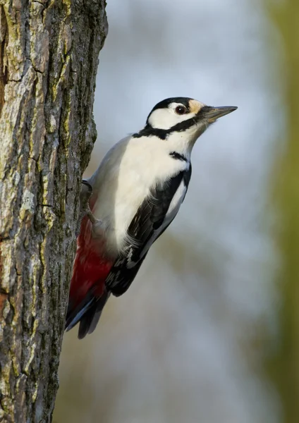 Buntspecht — Stockfoto