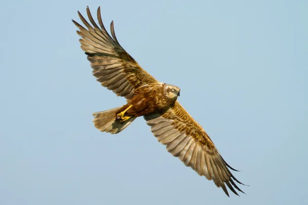 Marsh Harrier in flight — Stock Photo, Image