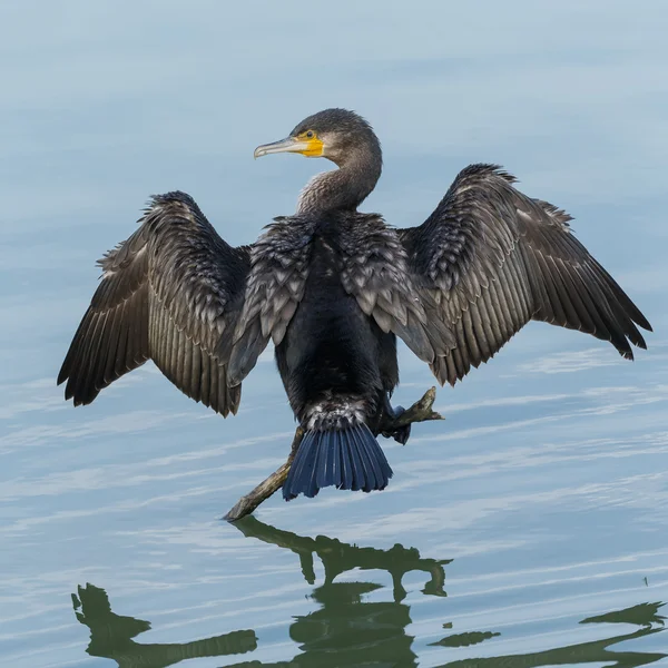 Great Cormorant (Phalacrocorax carbo)) — 스톡 사진