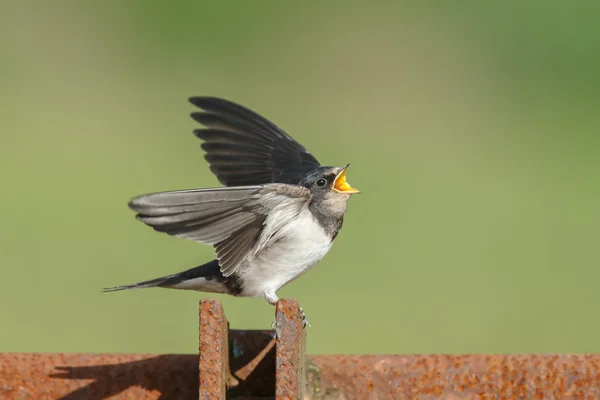 Barn Swallow on nature — Stock Photo, Image