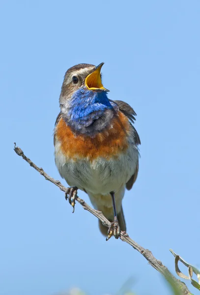 Zingen Blauwborst op een tak — Stockfoto