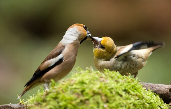 Hawfinch nutrire il suo giovane — Foto Stock