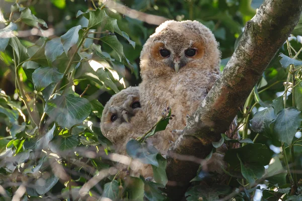 Tawny owl youngsters — Φωτογραφία Αρχείου