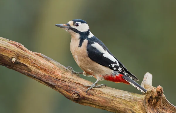 Great spotted woodpecker — Stock Photo, Image