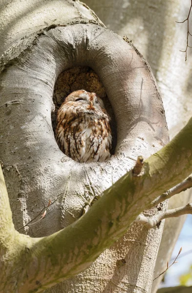 The tawny owl or brown owl — ストック写真