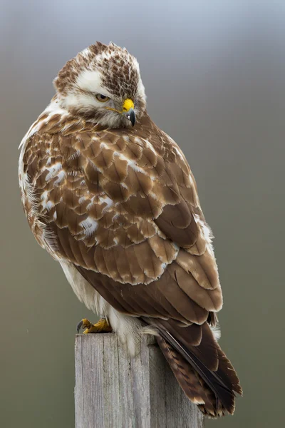 Buzzard bird on nature — Stock Photo, Image