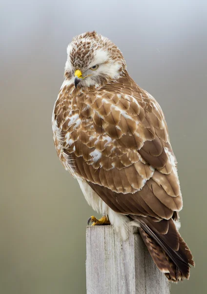 Buzzard bird on nature — Stock Photo, Image