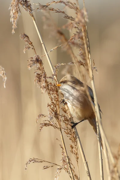 수염된 reedling 새 — 스톡 사진