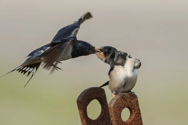 Barn Swallow feeds juvenile swallow — ストック写真