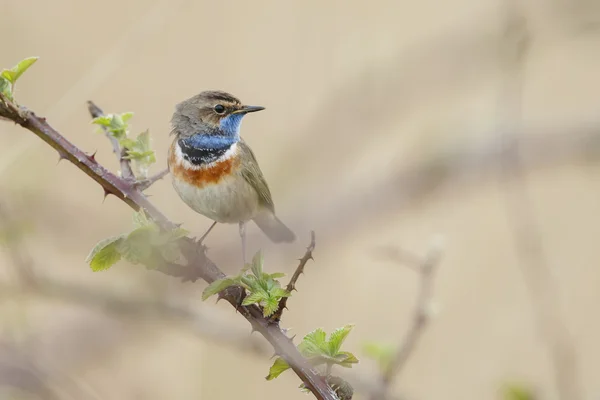 Bluethroat (Luscinia svecica) ) — стоковое фото