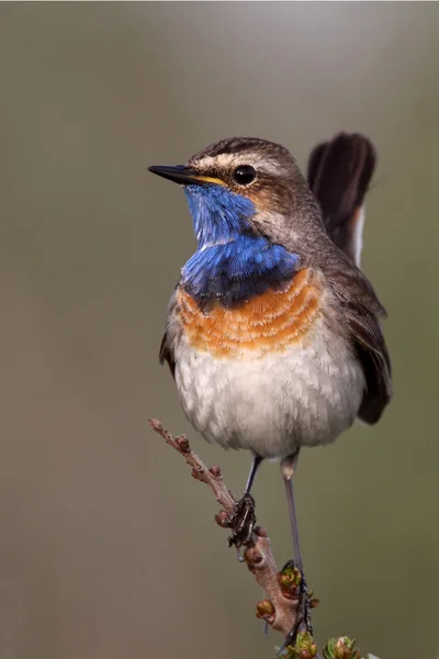 Pájaro de garganta azul en una rama —  Fotos de Stock