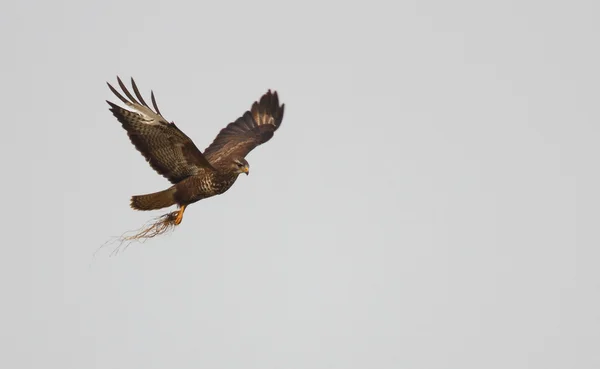 European buzzard ( buteo buteo ) — Stock Photo, Image