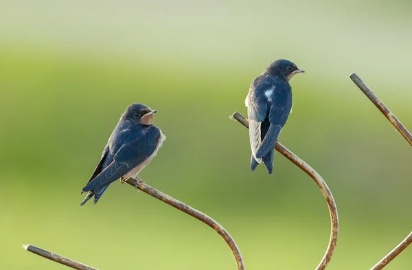 Barn Swallow birds — Stock fotografie