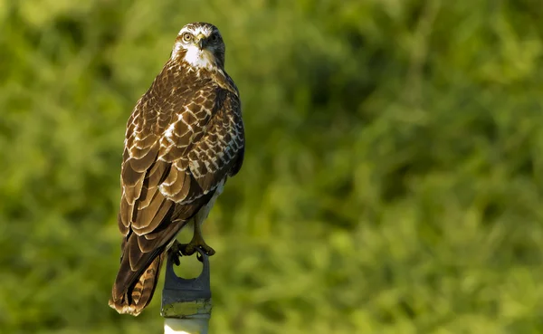 Europese Buzzard (Buteo buteo ) — Stockfoto