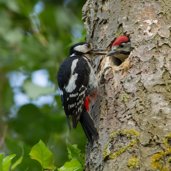 Woodpecker feeding his chicken — Stock fotografie