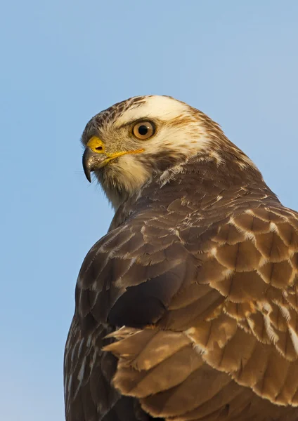 Oiseau buse sur la nature — Photo