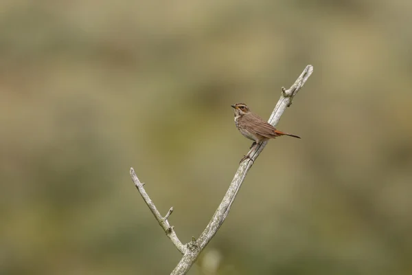 Hirondelle rustique sur la nature — Photo