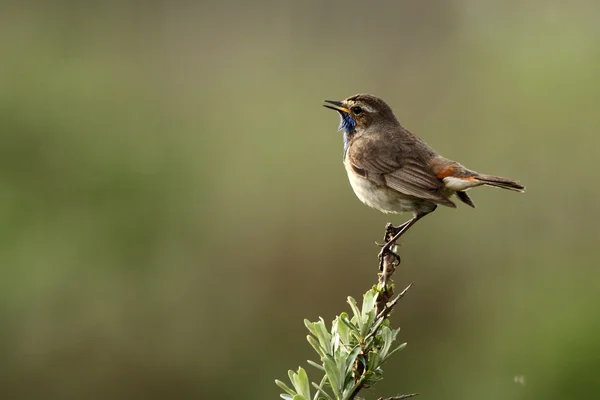 Oiseau Bluethroat sur une branche — Photo