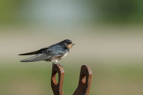 Barn Swallow on nature — Stockfoto