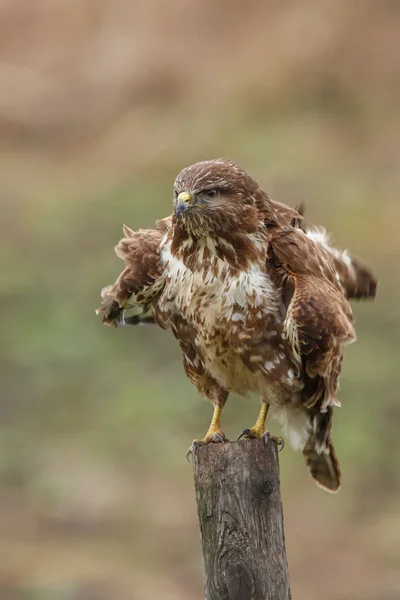 Egerészölyv (Buteo Buteo ) — Stock Fotó