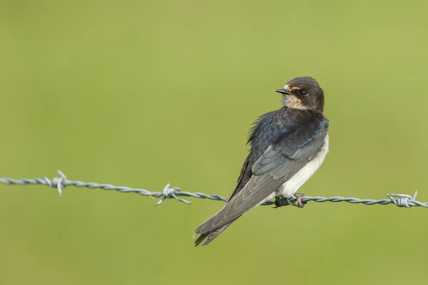 Barn Swallow on nature — Stock fotografie