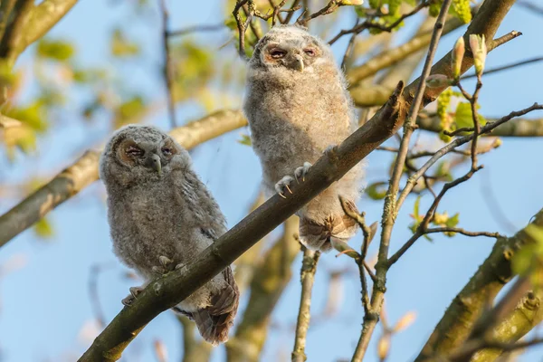 The tawny owls or brown owls — Stock Photo, Image
