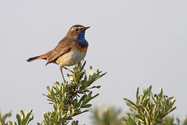 Blauwborst vogel op een tak — Stockfoto