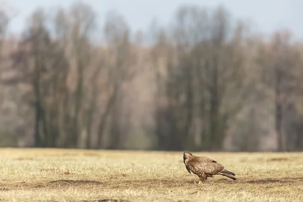 Poiana uccello sulla natura — Foto Stock