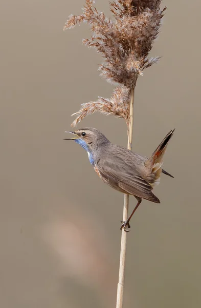 Blåhake (Luscinia svecica) — Stockfoto