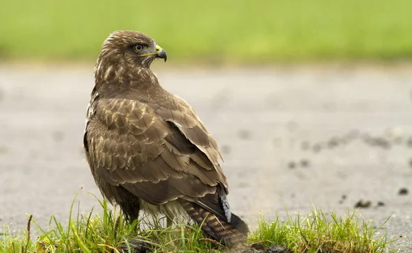 Buteo Buteo, Evropský Krkavče ) — Stock fotografie