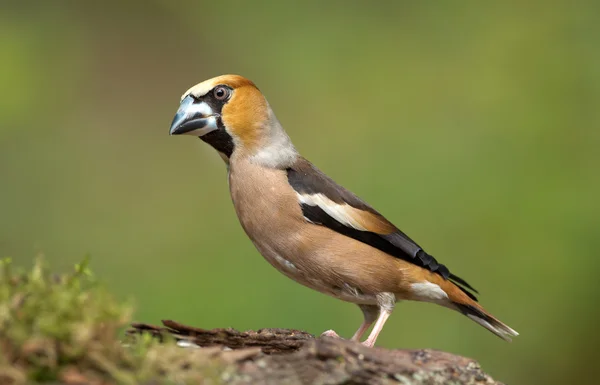 Hawfinch (Coccothraustes coccothraustes) — 스톡 사진