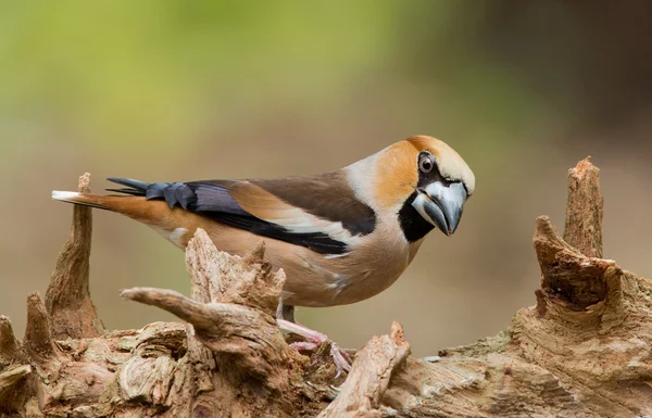 シメ (Coccothraustes coccothraustes) — ストック写真