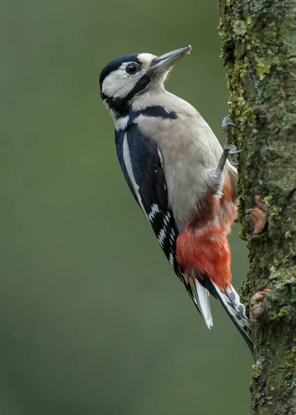 Great Spotted Woodpecker — Stock Photo, Image