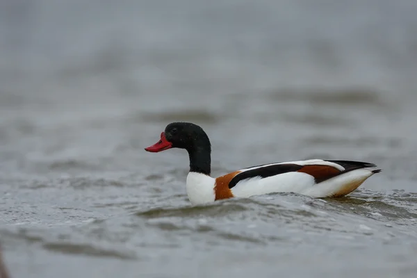 Shelduck comum na natureza — Fotografia de Stock